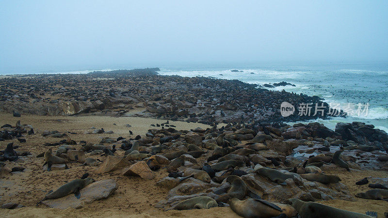 Cape Cross Cape fur seal colony , Namibia